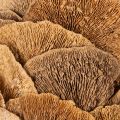 Tree fungus wreath, natural color, for door or wall decoration, 37cm | Floristik24.ie
