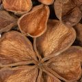 Dried Lotus Wreath, Decorative Door Wreath, 35cm | Floristik24.ie