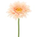 Floristik24 Artificial Gerbera Flowers Apricot 47cm 6pcs