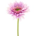 Floristik24 Artificial Gerbera Garden Flowers, Purple, 47cm, 6 Pieces