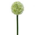 Floristik24 Artificial Allium White Ø10cm L65cm