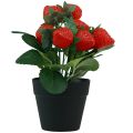 Floristik24 Artificial strawberry plant in pot artificial plant 19cm