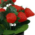 Floristik24 Artificial strawberry plant in pot artificial plant 19cm