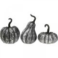 Floristik24 Decorative Pumpkin Silver, Black Assorted H10.5/14.5/17.5cm 3pcs