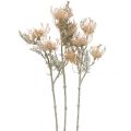 Artificial Flowers, Pincushion Flower, Leucospermum, Proteaceae Washed White L58cm 3pcs