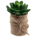Floristik24 Artificial plants decorative succulents artificial 9.5-12.5cm 3pcs