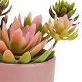 Floristik24 Artificial plants in pots artificial succulents H13cm 3pcs