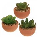 Floristik24 Artificial plants in pots artificial succulents H9cm 3pcs