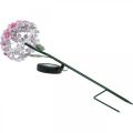 Floristik24 Solar flower, LED garden decoration, decorative chrysanthemum pink L55cm Ø15cm