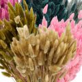 Floristik24 Lagurus Dried Rabbit Tail Grass Colored 65-70cm 100g