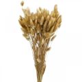 Floristik24 Lagurus Dried Rabbit Tail Grass Natural 65-70cm 100g