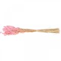 Floristik24 Lagurus dried rabbit tail grass light pink 65-70cm 100g