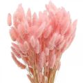 Floristik24 Lagurus dried rabbit tail grass light pink 65-70cm 100g