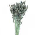 Floristik24 Lagurus Dried Rabbit Tail Grass Blue Green 65-70cm 100g