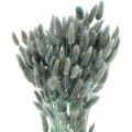 Floristik24 Lagurus Dried Rabbit Tail Grass Blue Green 65-70cm 100g