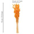 Lagurus bunch of velvet grass, dried, 70 cm, 100g | Floristik24.ie