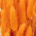 Lagurus bunch of velvet grass, dried, 70 cm, 100g | Floristik24.ie