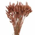 Floristik24 Dry floristry rabbit tail grass Lagurus reddish brown 100g