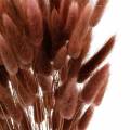 Floristik24 Dry floristry rabbit tail grass Lagurus reddish brown 100g