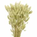 Floristik24 Velvet Grass Lagurus Light Green 100g Dry Grasses