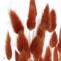 Floristik24 Dry grass rust red, natural decoration, lagurus, dry floristry L45–50cm 30p
