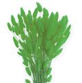 Floristik24 Decorative Grass Apple Green Lagurus 100gr