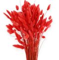 Floristik24 Deco Grass Red Lagurus 100gr