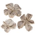Floristik24 Landlotus White Washed 6-12cm 50 pcs