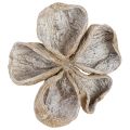 Landlotus White Washed 6-12cm 50 pcs | Floristik24.ie