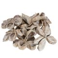 Landlotus White Washed 6-12cm 50 pcs | Floristik24.ie