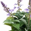 Floristik24 Artificial lavender in a pot, lavender pot, Mediterranean artificial plant