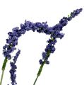 Floristik24 Lavender bush 55cm blue