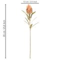 Artificial Protea Leucadendron flower with long stem, 65cm, 3 pieces | Floristik24.ie