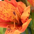 Artificial Alstroemeria Orange flower, artificial bouquet decoration, 75cm, 3 pieces | Floristik24.ie