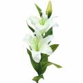 Floristik24 Easter lily white 86cm
