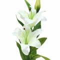 Floristik24 Easter lily white 86cm