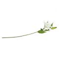Floristik24 Lily White 66cm