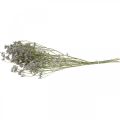 Floristik24 Dry Flowers, Sea Lavender, Statice Tatarica, Sea Lavender, Limonium Violet L45–50cm 30g