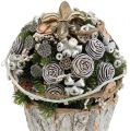 Lotus bulb small 100 pcs. natural | Floristik24.ie