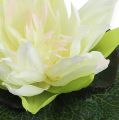 Floristik24 Lotus flower floating 18cm white 3pcs