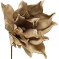 Lotus flower, lotus blossom decoration, artificial plant beige L66cm
