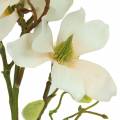 Floristik24 Magnolia Peach 85cm