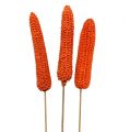 Floristik24 Corn cobs on a stick Orange 20pcs
