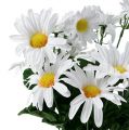 Floristik24 Daisy bouquet white 45cm