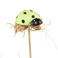 Floristik24 Ladybug decorative flower plugs wood 2.5x3.5x2cm 32pcs