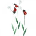 Floristik24 Decorative plug ladybug, spring decoration, dandelion with beetle, metal plug L55cm set of 3