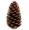 Maritima cones 14/18 natural 25 pcs | Floristik24.ie