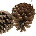 Floristik24 Maritime cones with wire, commemorations, Christmas decoration, natural product H8–13cm Ø6–9cm 50p