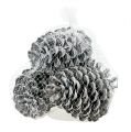 Floristik24 Maritime cones with waxed wire frost gray 4pcs