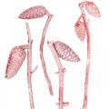 Floristik24 Maritime cones on branch pink / white waxed 400g